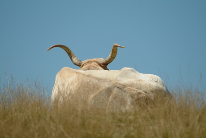 Animali al pascolo